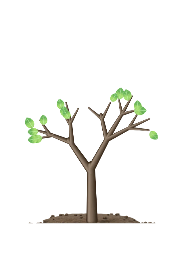 A sapling with branches and a crown of leaves